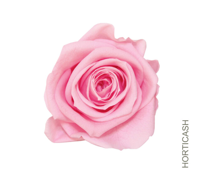 ROSES STABILISEES ROSE PASTEL x6