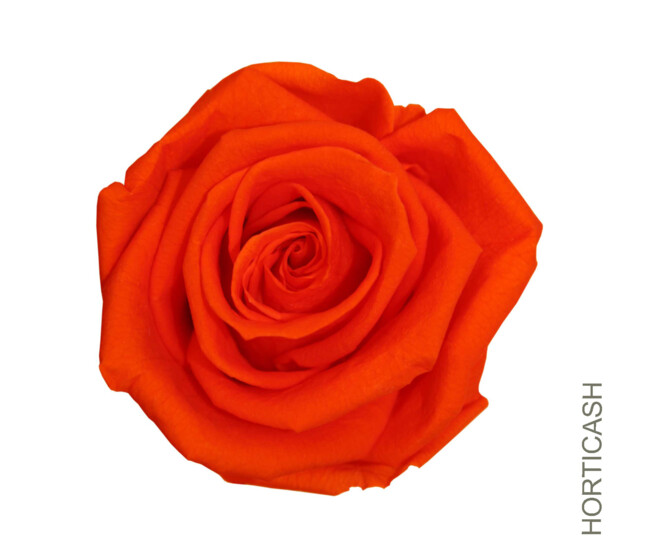 ROSES STABILISEES MILLENIUM ORANGE x6