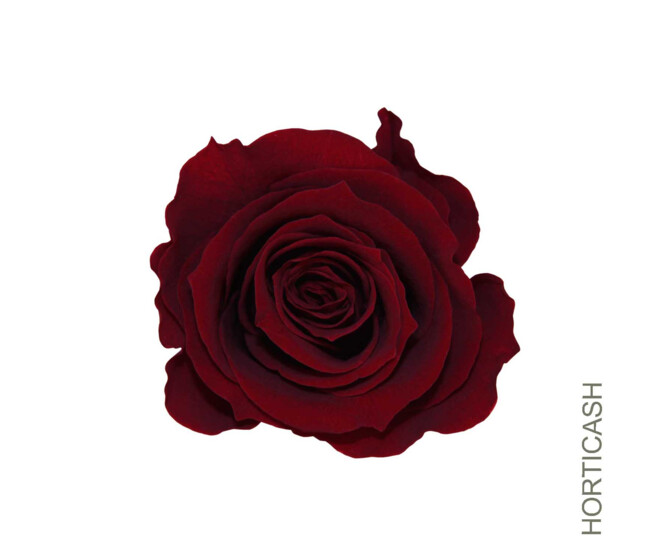 ROSES STABILISEES BURGANDY x6