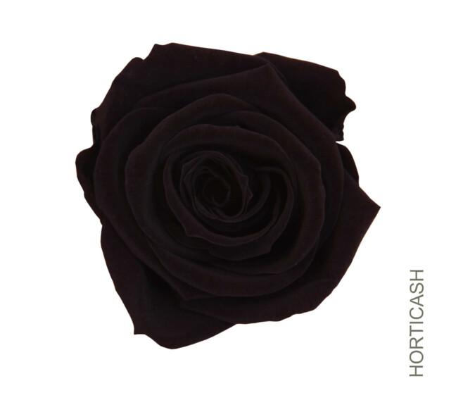 ROSES STABILISEES NOIRE x6