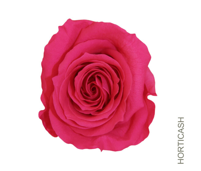 ROSES STABILISEES ROSE FONCE x6