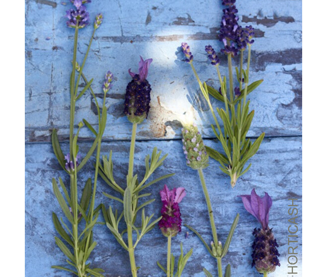 LAVANDE OFFICINALE