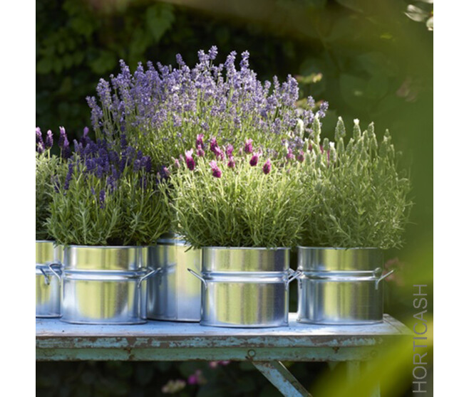LAVANDE OFFICINALE