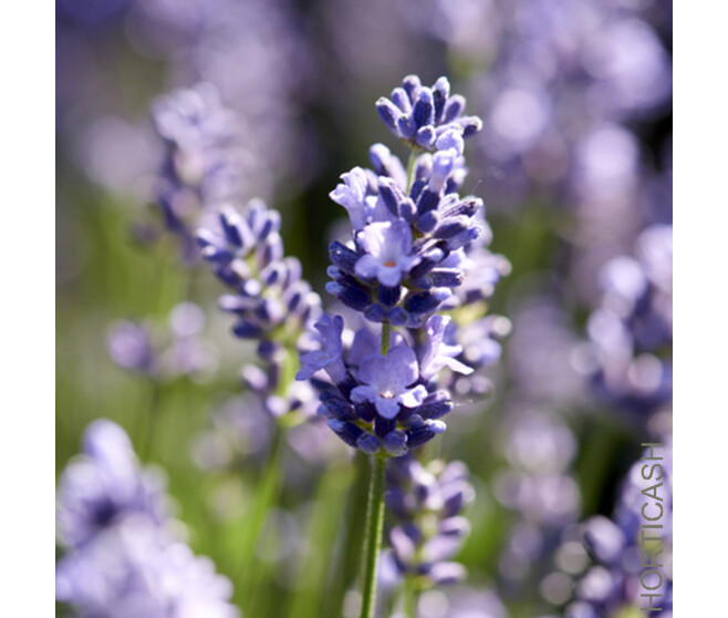 LAVANDE OFFICINALE
