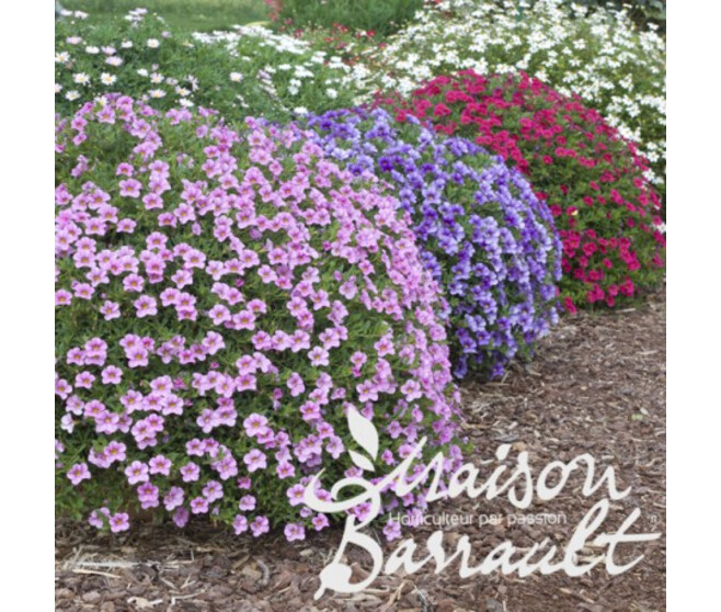 CALIBRACHOA
