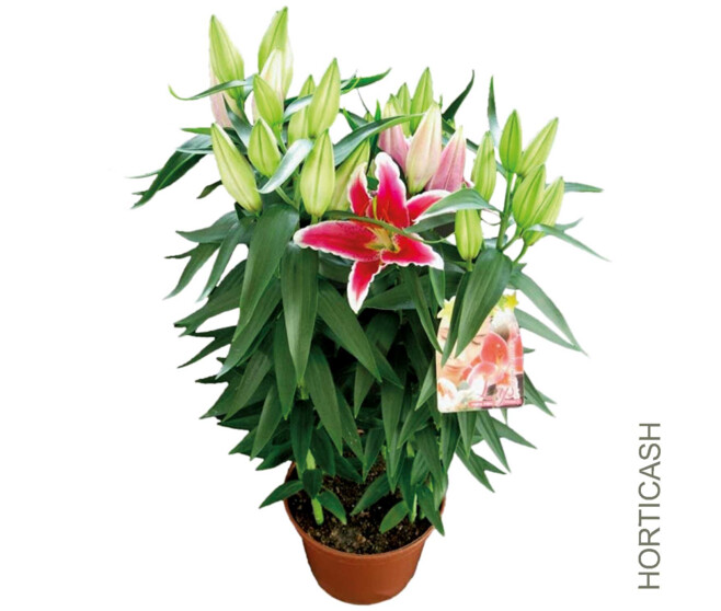 LILIUM ROSE 5PP