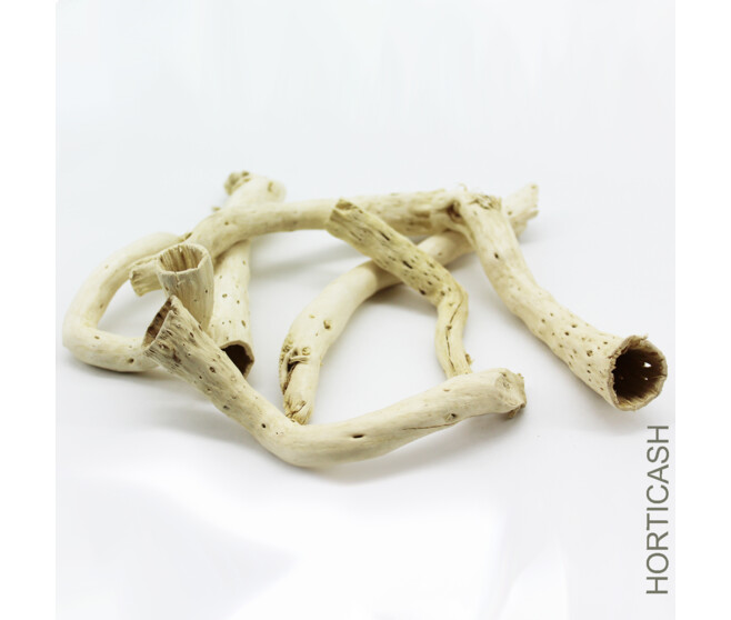 CABBAGE ROOT 500GR BLANC