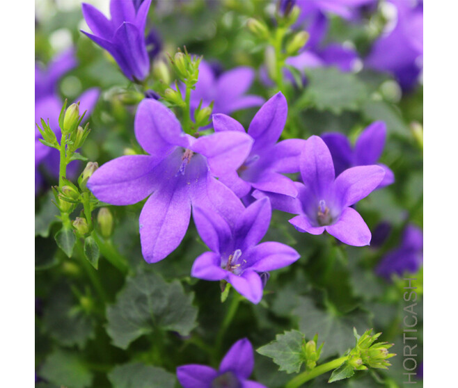 CAMPANULE PORTO MAUVE DECORUM