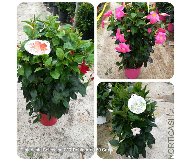 DIPLADENIA COLLECTION 2ARCEAUX P COLORE