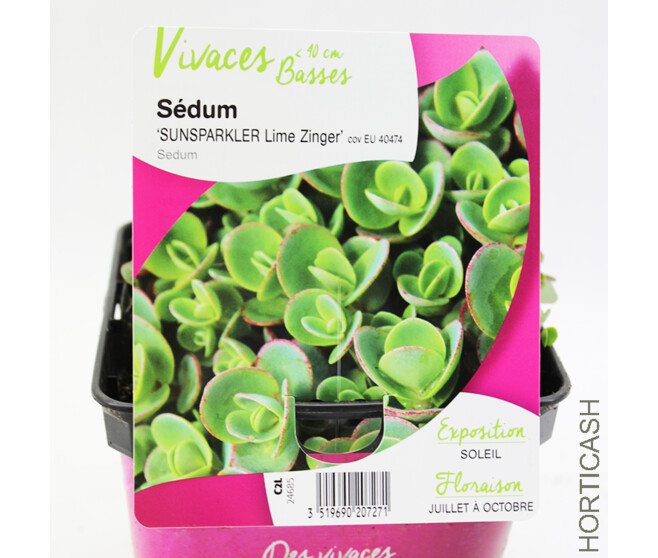 SEDUM SUNSPARKLER LIME ZINGER