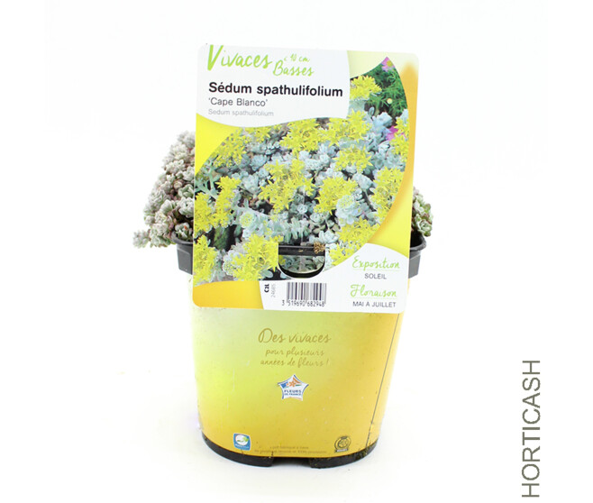 SEDUM CAPE BLANCO