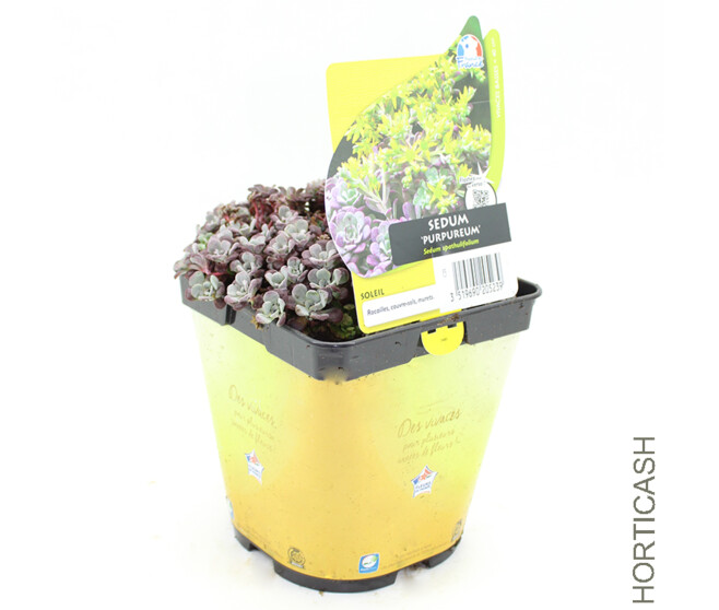 SEDUM PURPUREUM