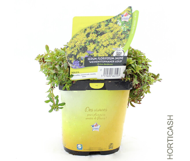 SEDUM FLORIFERUM GOLD
