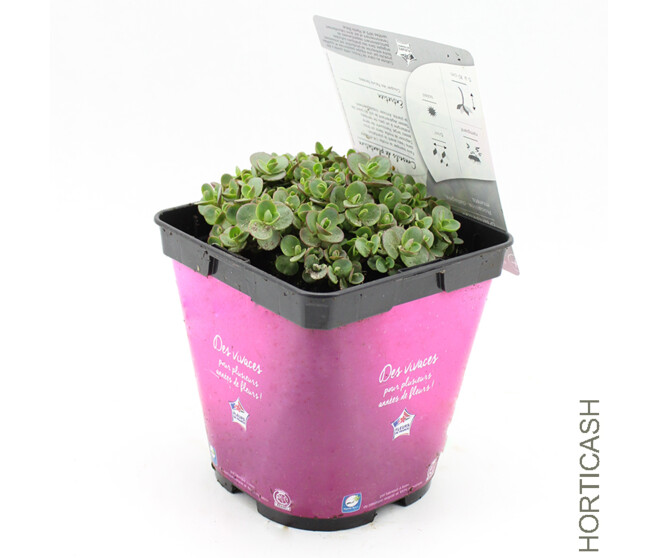 SEDUM SUNSPARKLER LIME ZINGER
