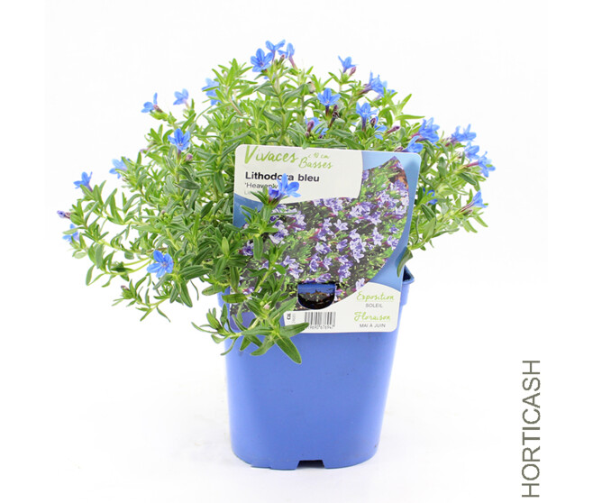 LITHODORA DIFFUSA BLUE