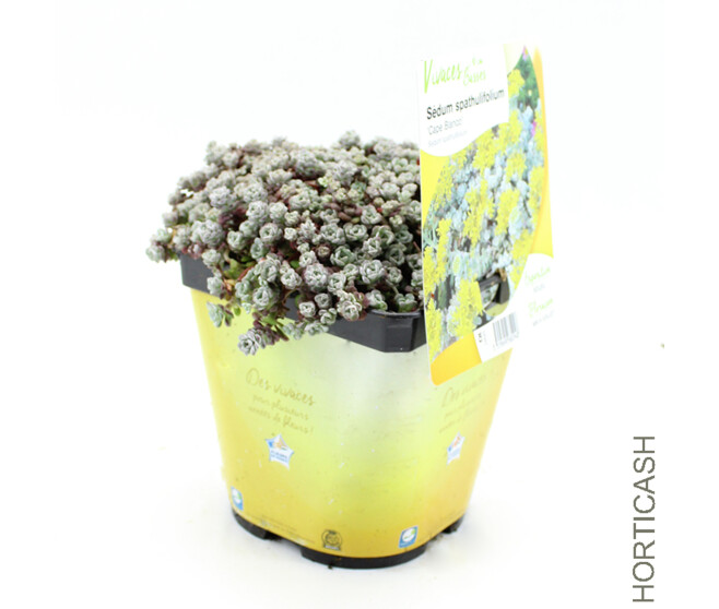 SEDUM CAPE BLANCO