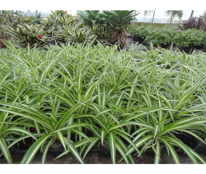 CHLOROPHYTUM