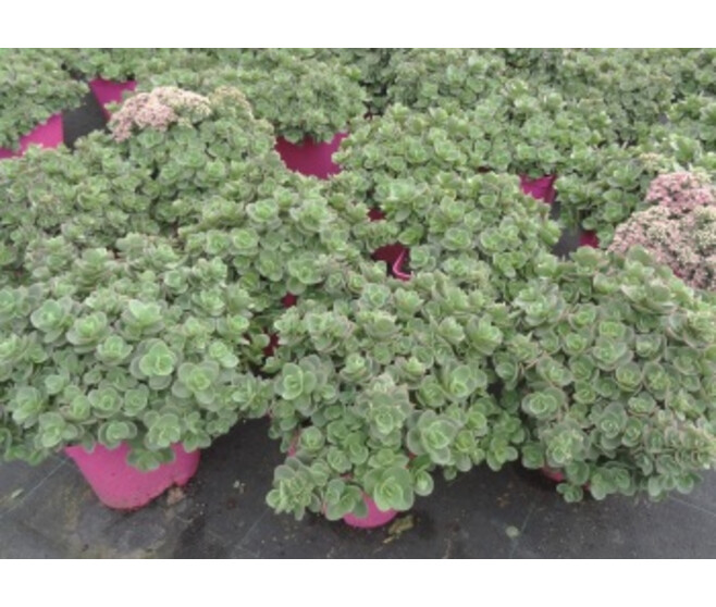 SEDUM SUNSPARKLER LIME ZINGER