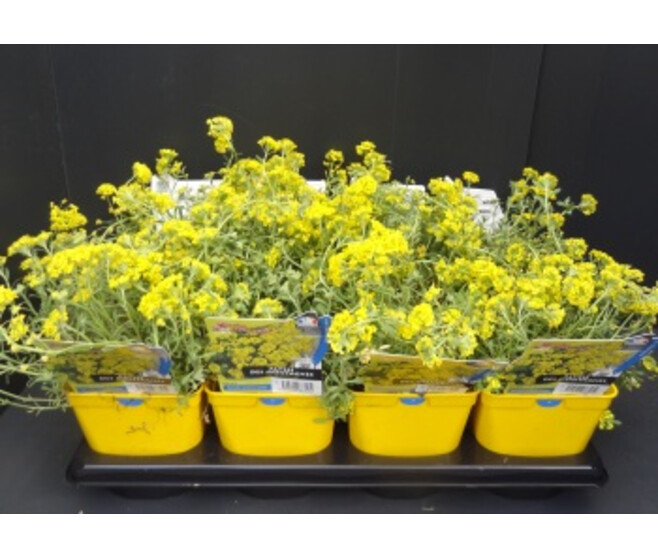 ALYSSUM MONTANUM