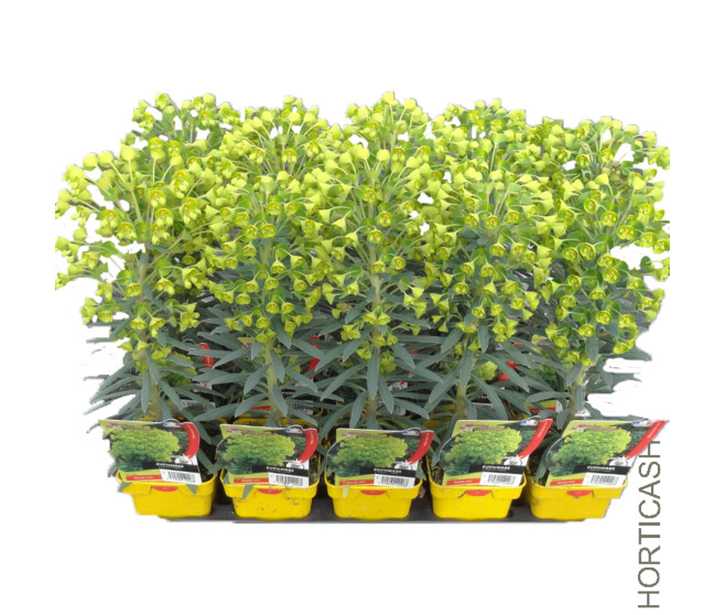 EUPHORBIA WULFENII