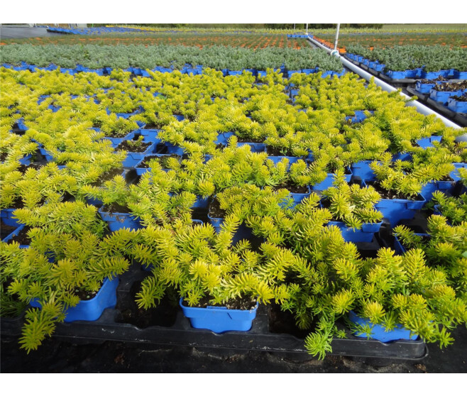 SEDUM RUPESTRE AUREA