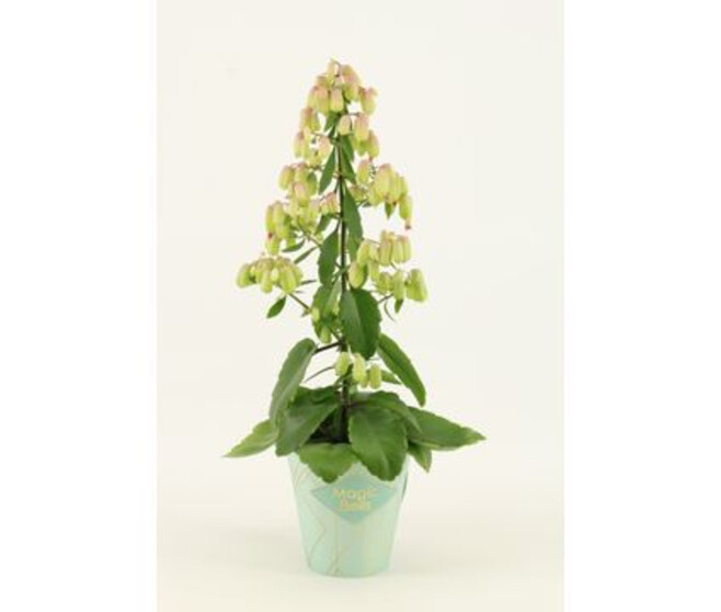 KALANCHOE MAGIC BELLS VERT ROUGE