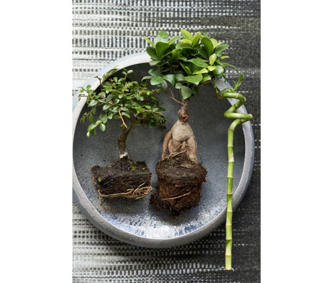 FICUS GINSENG CERAM