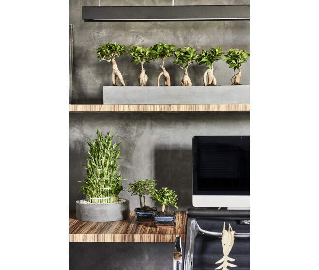 FICUS GINSENG CERAM
