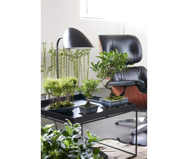 FICUS GINSENG CERAM
