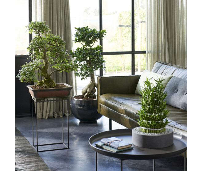 FICUS GINSENG CERAM