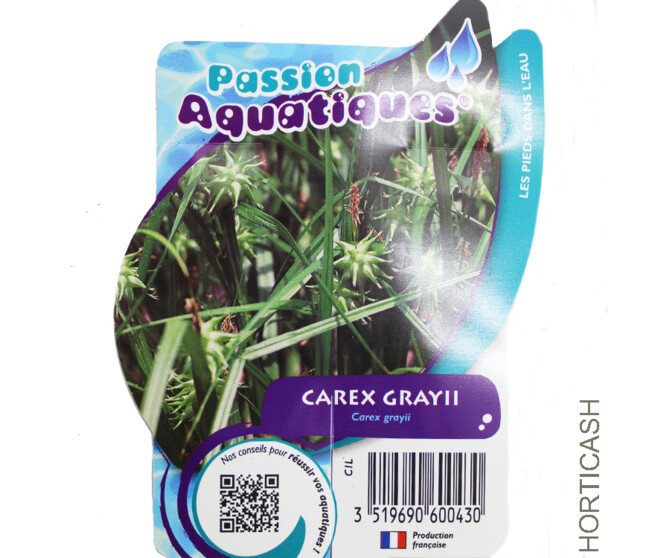 CAREX GRAYII
