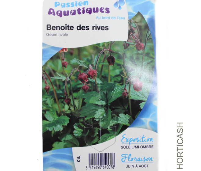 GEUM RIVALE
