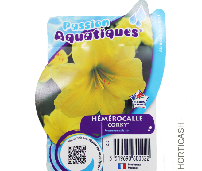 HEMEROCALLIS CORKY