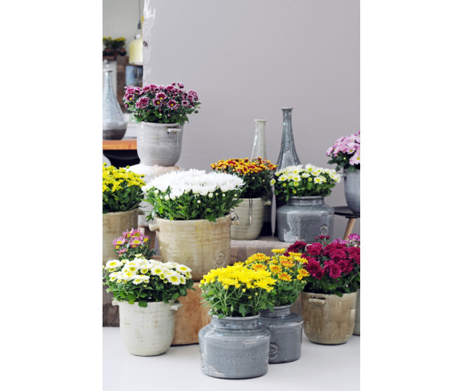DENDRANTHEMA 3PP ZEMBLA VARIE
