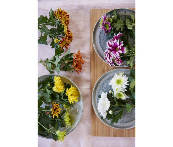 DENDRANTHEMA 1PP SUPERNOVA VARIES