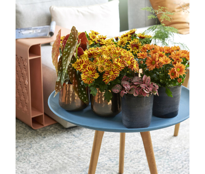 DENDRANTHEMA 1PP SUPERNOVA VARIES