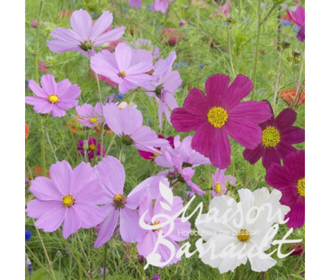 COSMOS