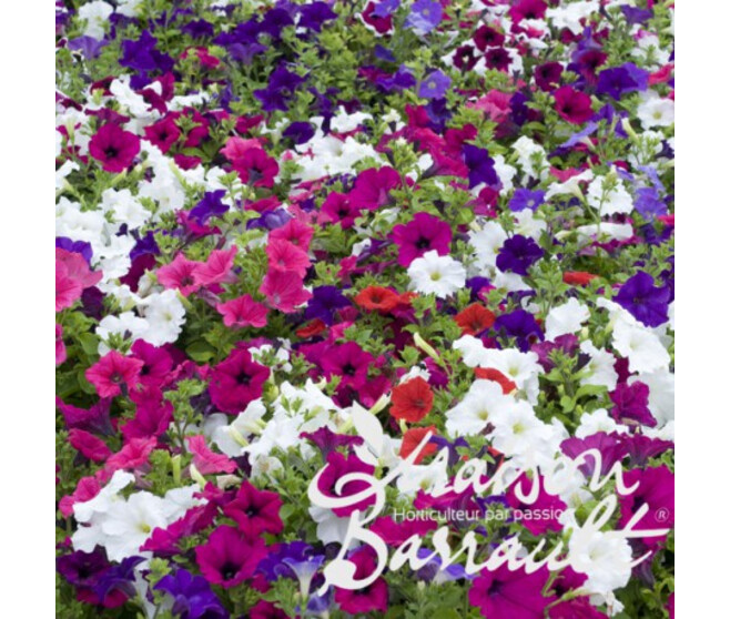 PETUNIA RETOMBANT MASSIF BQ10