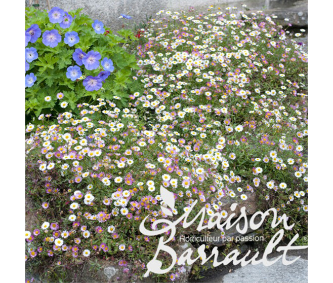 ERIGERON KARVINSKIANUS