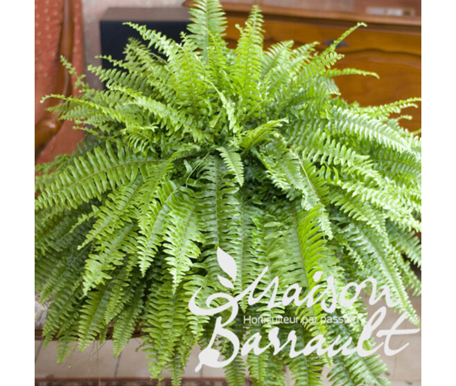 NEPHROLEPIS