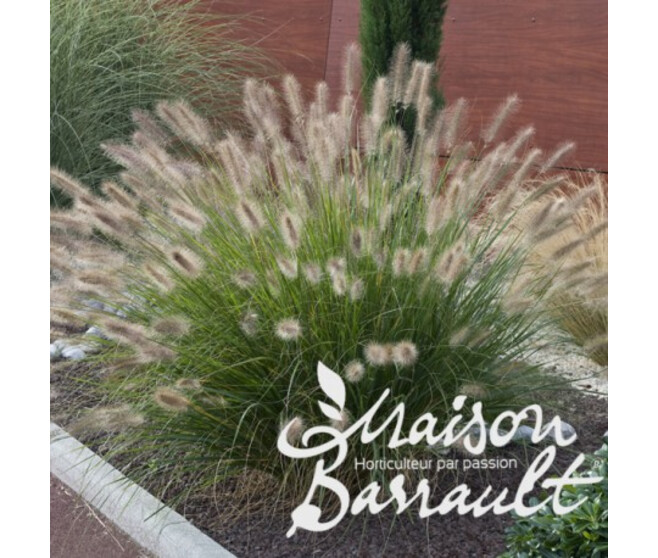 PENNISETUM VILLOSUM