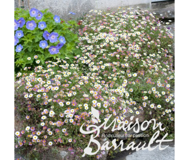 ERIGERON KARVINSKIANUS