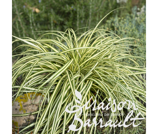 CAREX OSHIMENSIS EVERGOLD