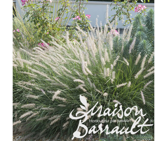 PENNISETUM HAMELN