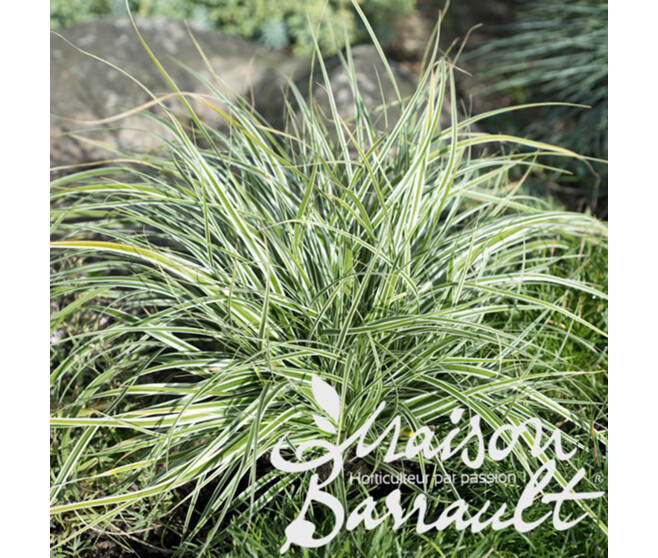 CAREX OSHIMENSIS EVEREST