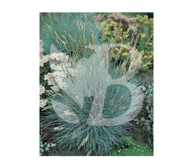 FESTUCA GLAUCA BLUE SELECT