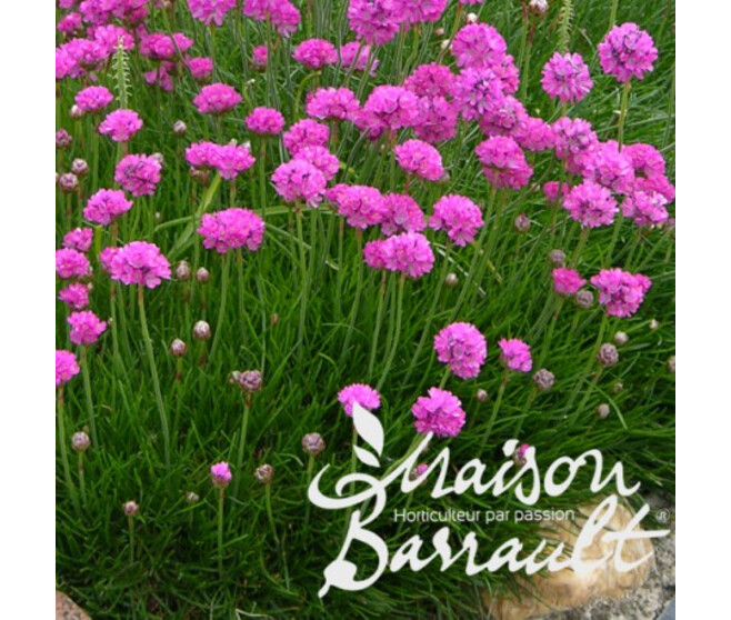 ARMERIA MARTIMA ROUGE