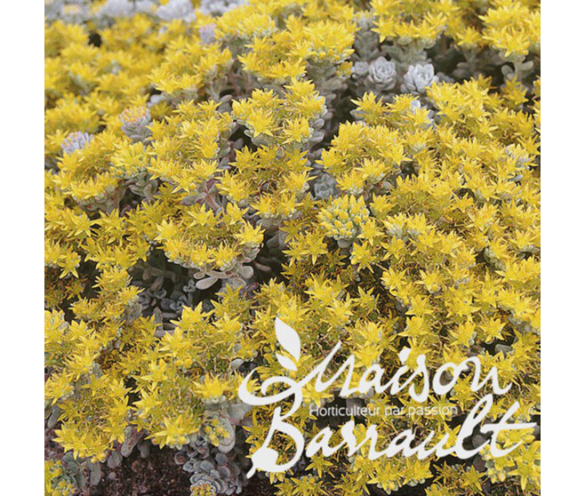 SEDUM CAPE BLANCO