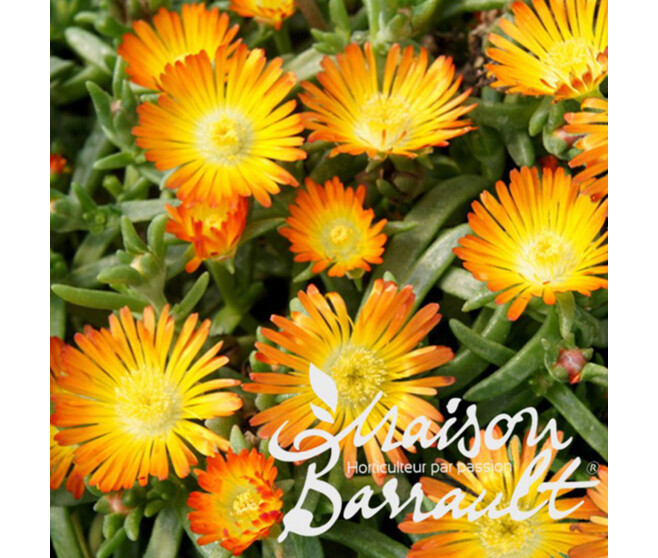 DELOSPERMA FIRE WONDER