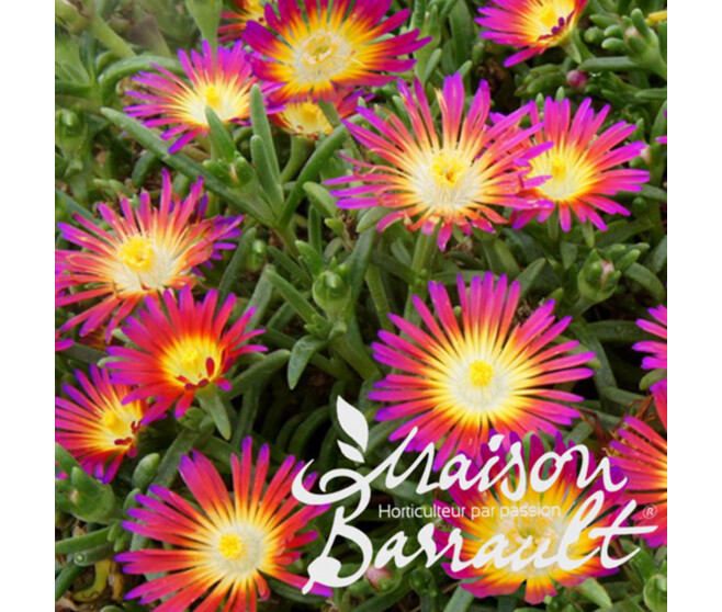 DELOSPERMA HOTPINK WONDER